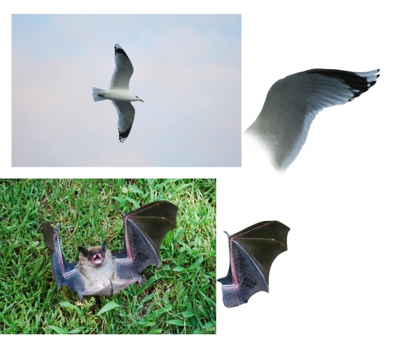 Creation of Flying'sCool: Step 5